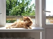 Не только для цветов: креативные идеи нестандартного использования подоконника