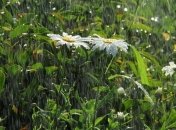 Прогноз погоды на 19 мая: пройдут дожди с грозами