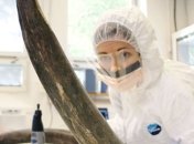 Исследователи впервые реконструировали геном мамонта