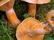 Грибы "помогли" ученым создать аккумуляторы нового поколения