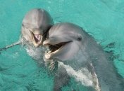 Для подтверждения теории биологи проверили 11 самок афалин