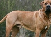 Самые опасные и агрессивные породы собак (Фото)