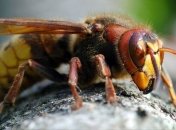 В Днепре мужчина умер из-за атаки роя шершней