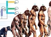 Из-за увеличения размеров мозга увеличились и тела современных людей