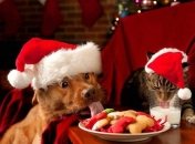 Після Нового року у мене алергія на слово "салат": найсмішніші меми та приколи про новорічні свята