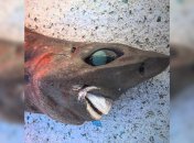 Необычная акула с пугающим внешним видом