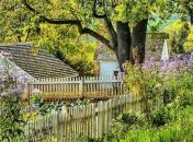 Как избавить газон от сорняков?