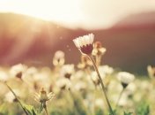 Очікується теплий день 28 березня, який пригріє на всю Україну