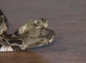 Двуглавую гремучую змею обнаружили в США: жуткие фото