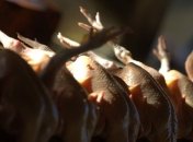 Розничные цены на курятину в Украине за 9 месяцев выросли