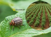 Колорадський жук – небезпечний шкідник урожаю