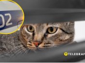 Спасти животное не удалось