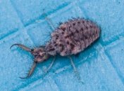 Физики объяснили, как работает ловушка муравьиных львов (Видео)