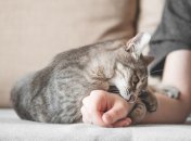Кот царапается