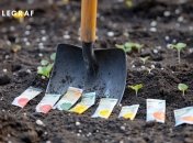 Є багато культур, які можна посадити в лютому (зображення створено за допомогою ШІ)