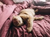 Как выбрать одеяло на зиму