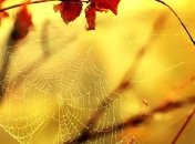 В Украину пришло "бабье лето": местами до +25