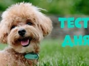 Первый шаг на пути к познанию себя: тест, который расскажет о Вашем характере