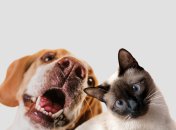 Терези та Козероги будуть на вершині успіху