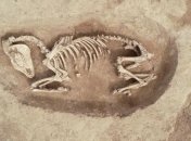 Найдена кельтская гробница с колесницей и подземным ходом