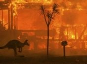 Унаслідок пожеж в Австалії 113 видів тварин потребують допомоги