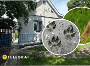 На Днепропетровщине во дворе увидели лис