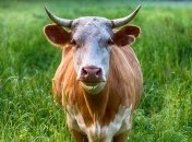 Украинская говядина отправляется покорять китайский рынок