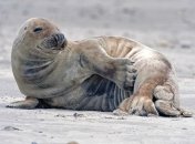 Найден милейший тюленок, который наслаждается отдыхом на пляже 