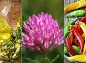 Травы и специи для красоты и молодости 