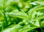 Ранняя зелень - уникальный источник витаминов