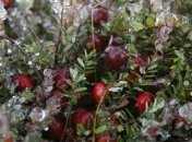 Клюкву полезно есть на ночь