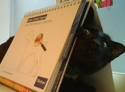 Очі, наповнені болем: котики, які терпіти не можуть ветеринарів