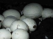 Шампиньоны помогают бороться с раком