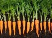 Овочі потребують добрив