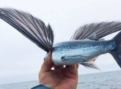 Как летучая рыба: создан робот, способный парить над водой