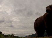 Медведи гризли пытались съесть камеру натуралиста (Видео)