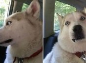 Собаки после наркоза, чьи забавные морды рассмешат вас до слез 