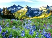 Ученые подсчитали все растения мира