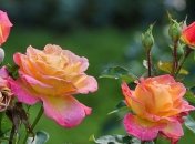 Приметы и обряды на 15 июля - День святителя Фотия, День берегинь