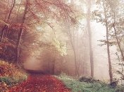 В Украине прогнозируют теплую, но влажную погоду