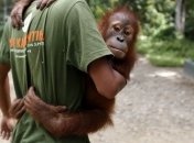 Обнаружен новый вид больших человекообразных обезьян 