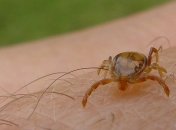 Клещи являются переносчиками лихорадки Западного Нила  
