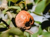 Избавиться от проблемы гниющих яблок - очень простоя