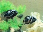 Ученые нашли способ, как улучшить отношения в паре 