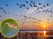 Чапля жовта