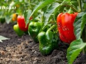 Є деякі секрети, які допоможуть вам виростити солодкий перець  (зображення створено за допомогою ШІ)