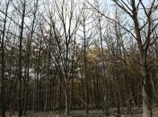 В Крыму изъяли землю у лесного хозяйства