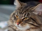 В Киеве состоится выставка гигантских кошек