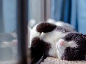 Спека до +33°, град і шквали: Україні прогнозують примхливу погоду