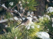 Какой сегодня праздник - Маврикиев день